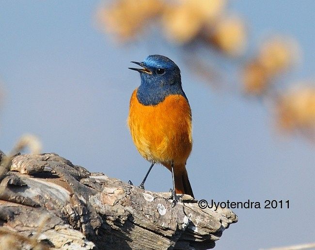 Blue-fronted Redstart - ML378859521