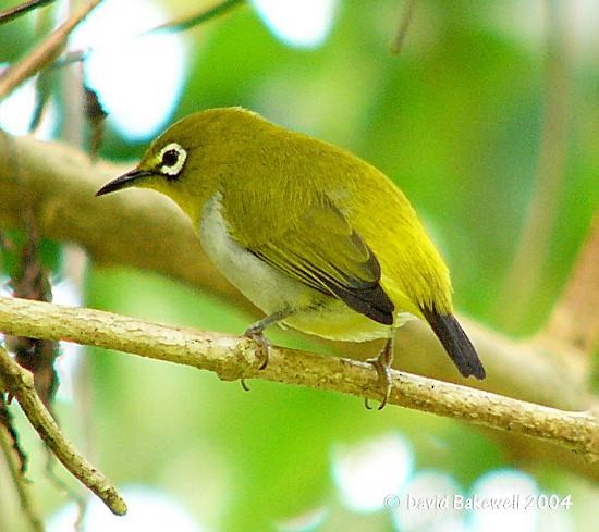 Swinhoe's White-eye - ML378860391