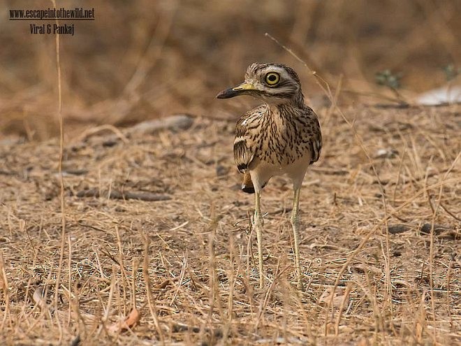 Indian Thick-knee - ML378860521