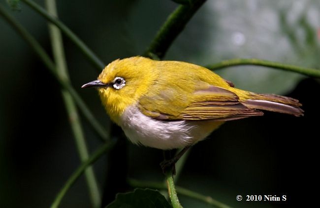 Indian White-eye - ML378860881