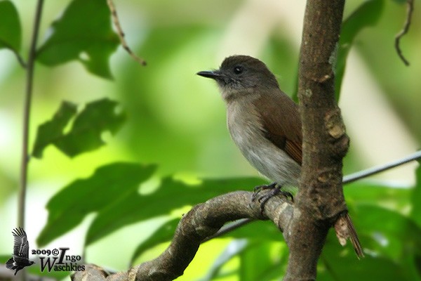 Sumba Jungle Flycatcher - Ingo Waschkies