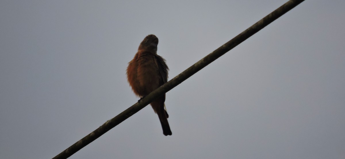 Cliff Flycatcher - ML37886221