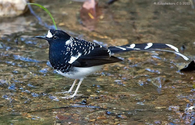 Spotted Forktail - ML378862301