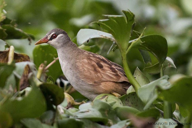 White-browed Crake - ML378862561