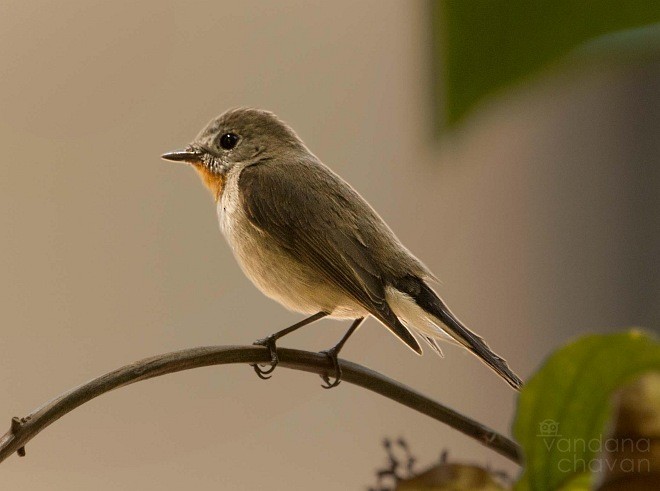 Taiga Flycatcher - ML378862631