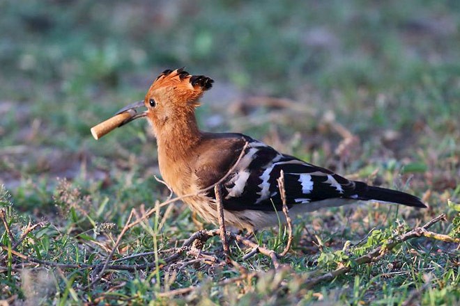 Common Hoopoe - ML378863171