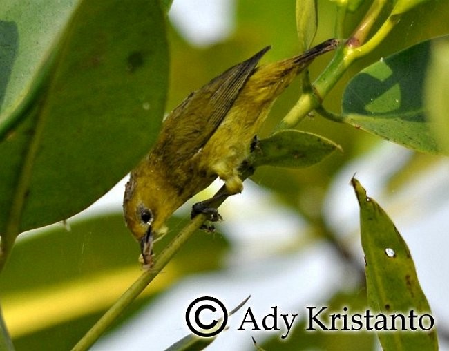 Javan White-eye - ML378863571