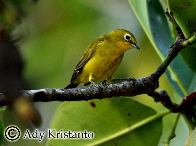 Javan White-eye - ML378863591