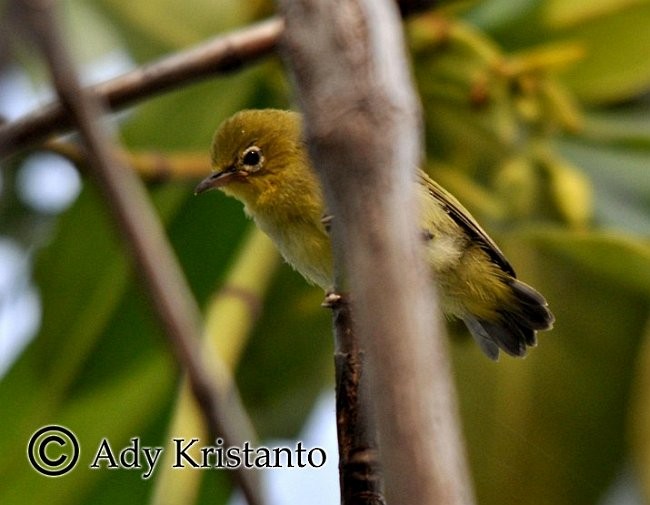 Javan White-eye - ML378863611