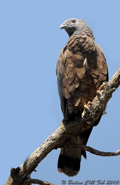 Oriental Honey-buzzard (Indomalayan) - ML378864051