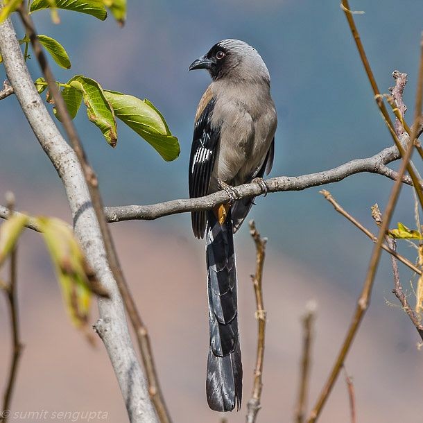 Gray Treepie - ML378864331