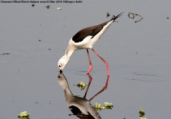 Black-winged Stilt - ML378864671