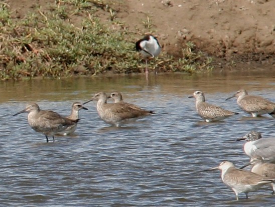 Black-bellied Plover - ML37886731