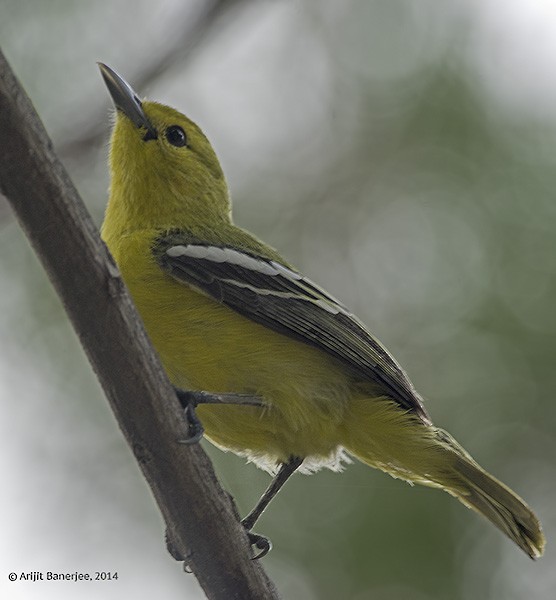 Common Iora - ML378867311