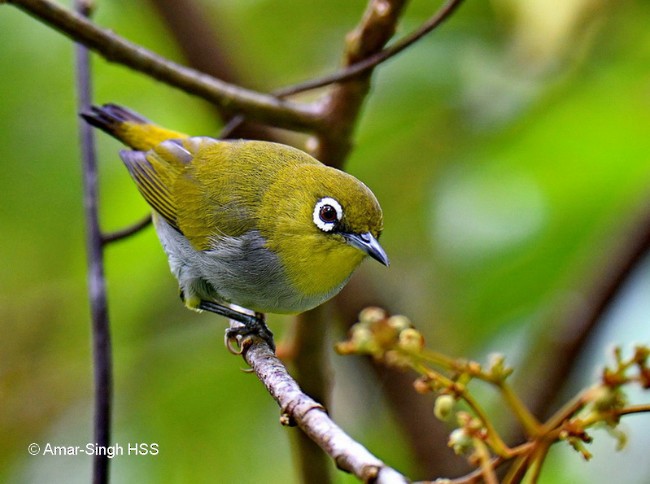 Hume's White-eye - ML378867511