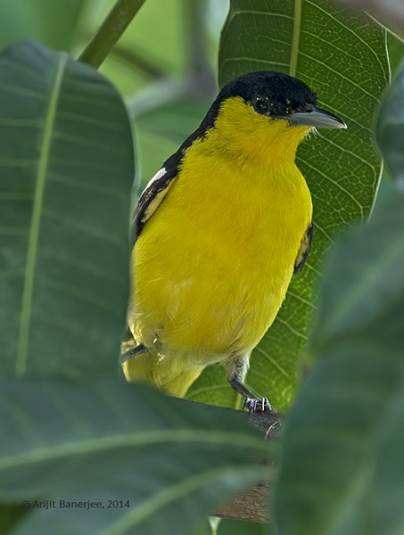 Common Iora - ML378867581