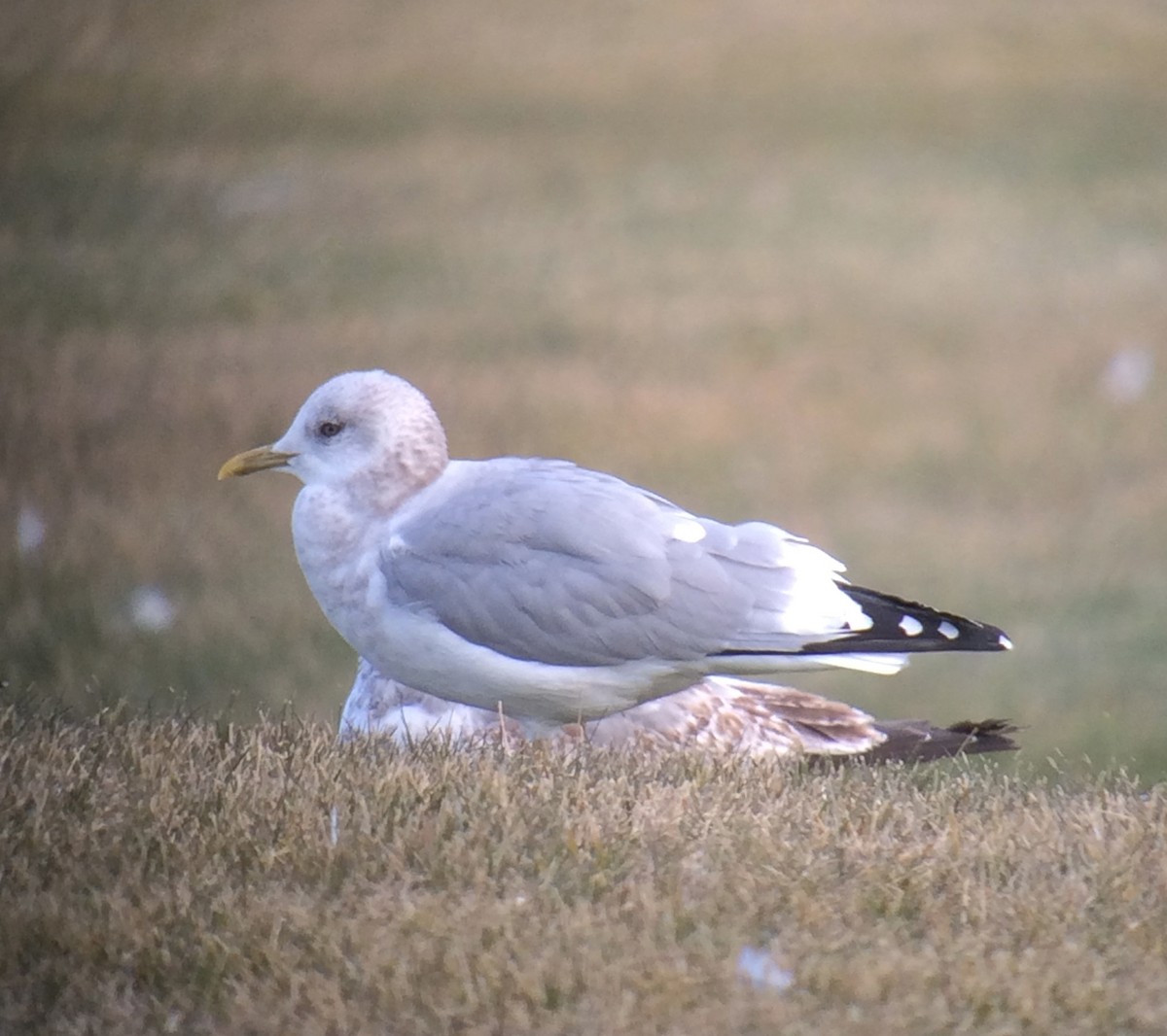 Short-billed Gull - ML37886771