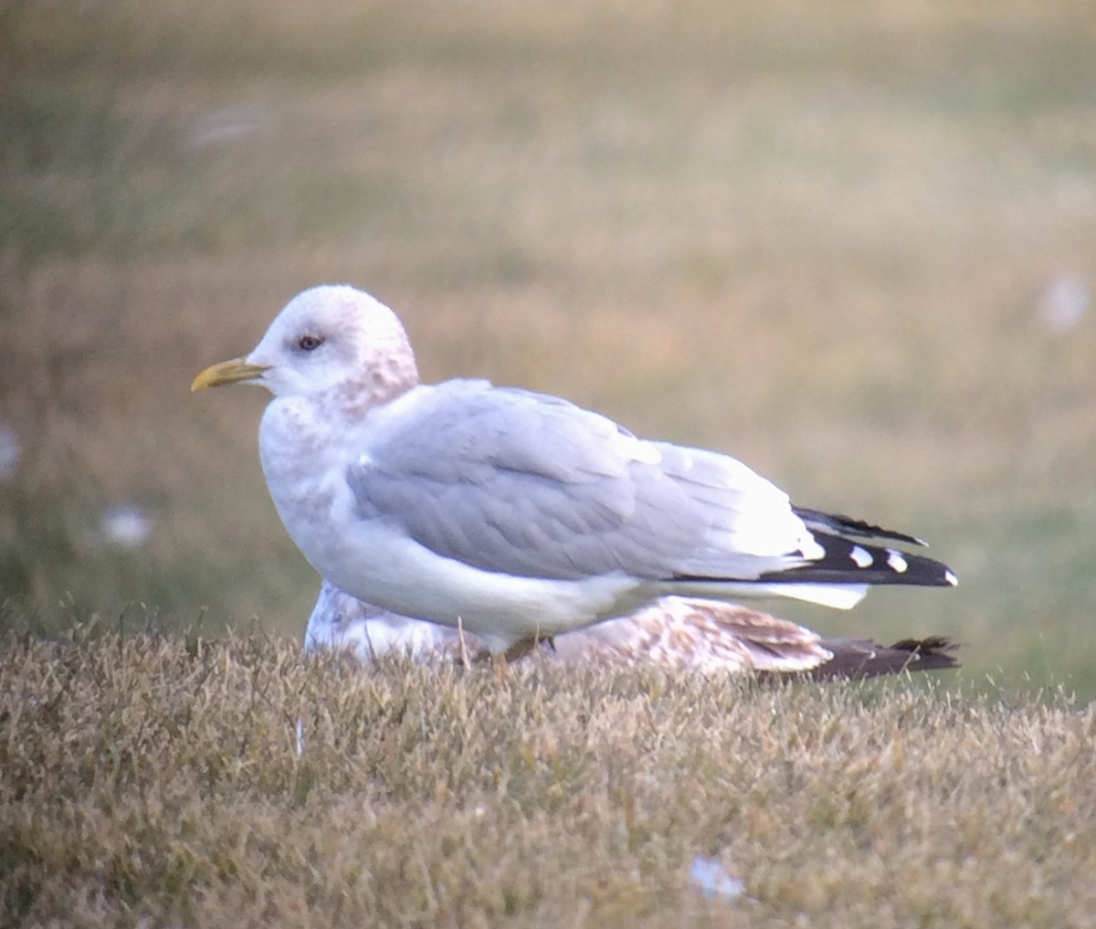 Short-billed Gull - James Fox