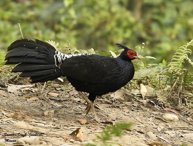 Kalij Pheasant - ML378868321