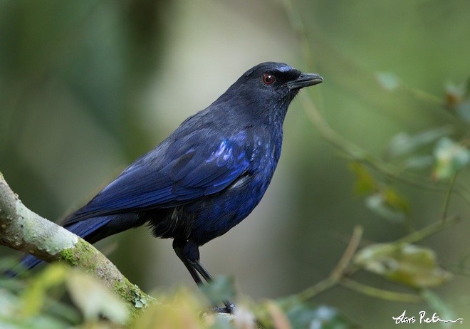 Тайваньская синяя птица - ML378868711