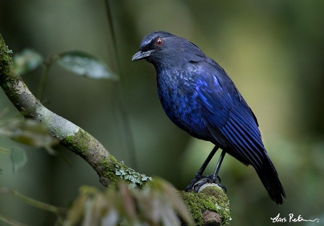 Тайваньская синяя птица - ML378868741