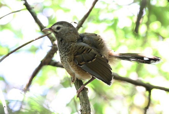 Barred Laughingthrush - ML378868831