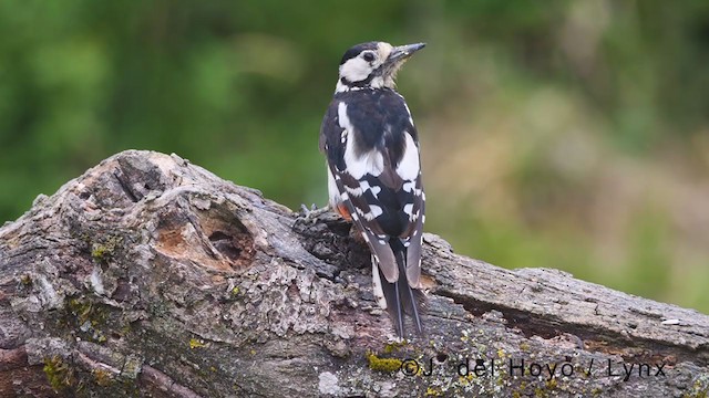 Great Spotted Woodpecker - ML378868951