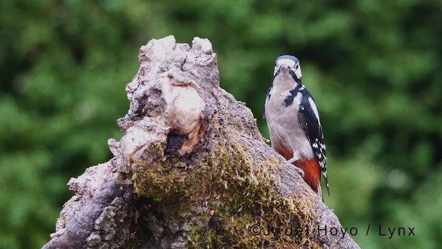 Great Spotted Woodpecker - ML378868971