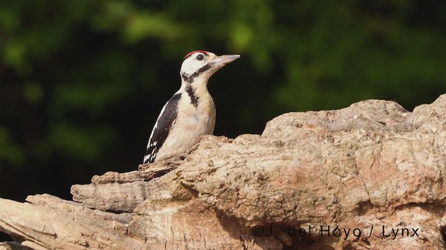 Great Spotted Woodpecker - ML378869071