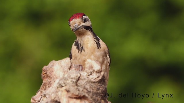 Great Spotted Woodpecker - ML378869441