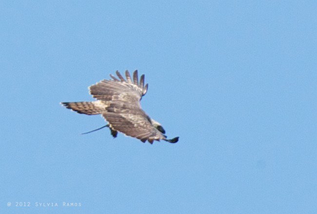 Changeable Hawk-Eagle (Changeable) - ML378869451