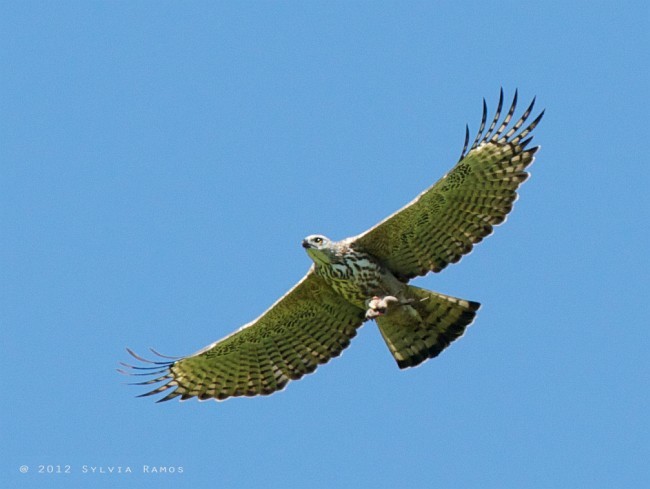 Changeable Hawk-Eagle (Changeable) - Sylvia Ramos