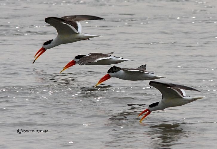 Indian Skimmer - Ronald Halder