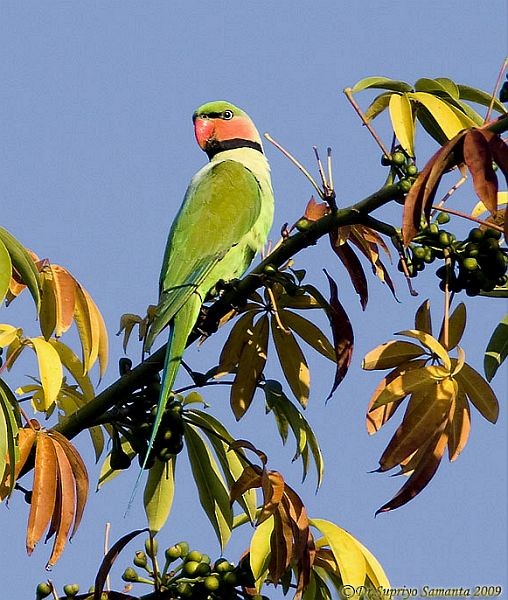 Uzun Kuyruklu Yeşil Papağan (tytleri) - ML378870001