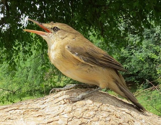 Rousserolle à grand bec - ML378870301