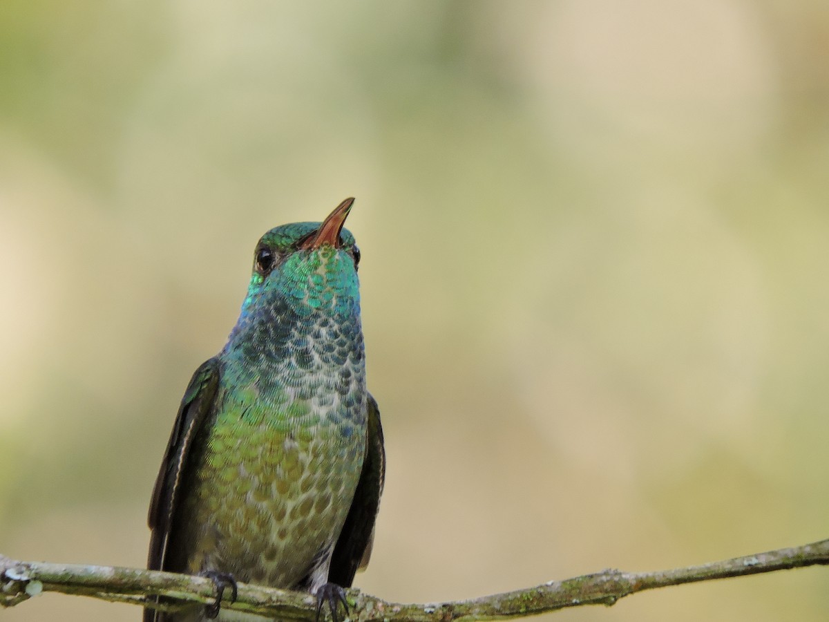 Glittering-throated Emerald - ML37887261