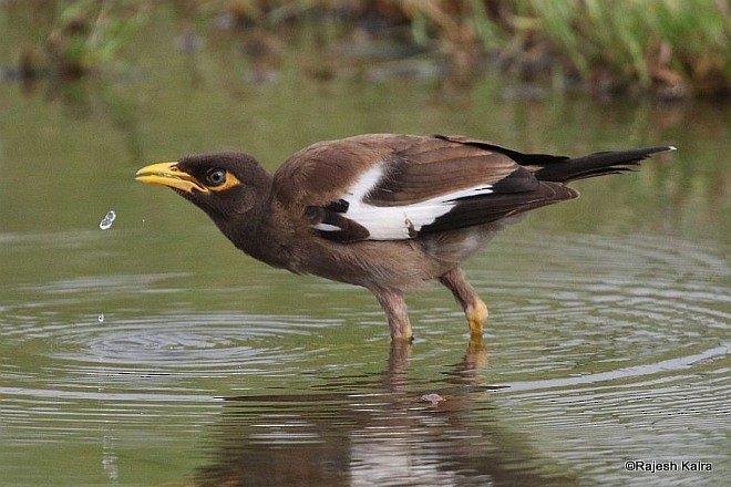 Тольт бор тодол - ML378873101