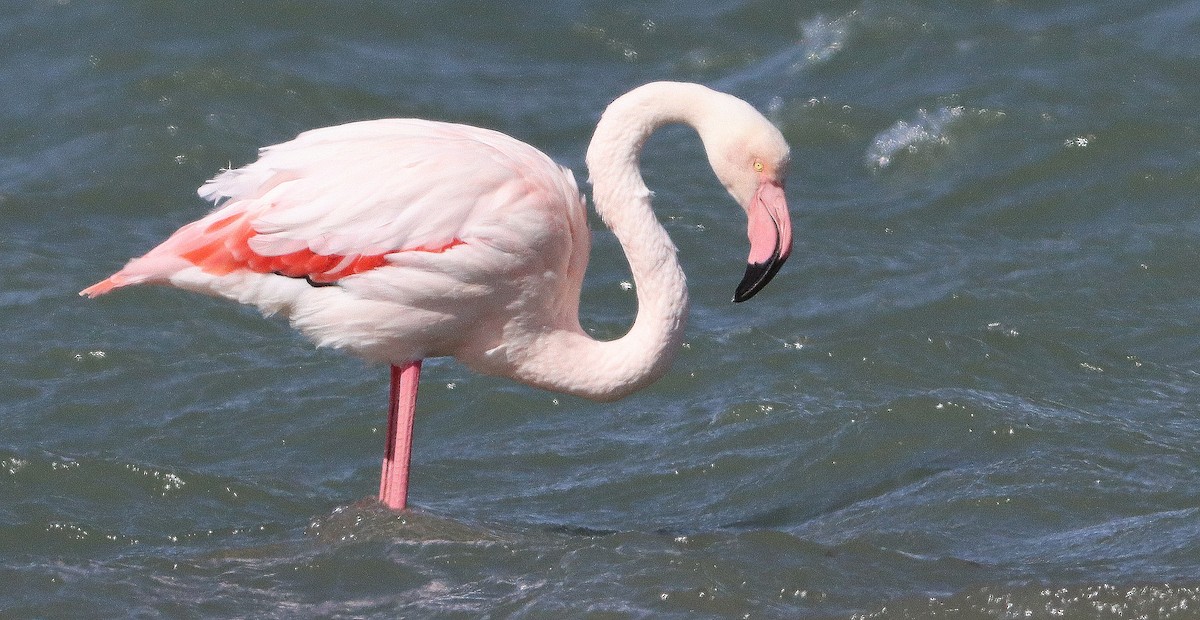 Flamant rose - ML378873381