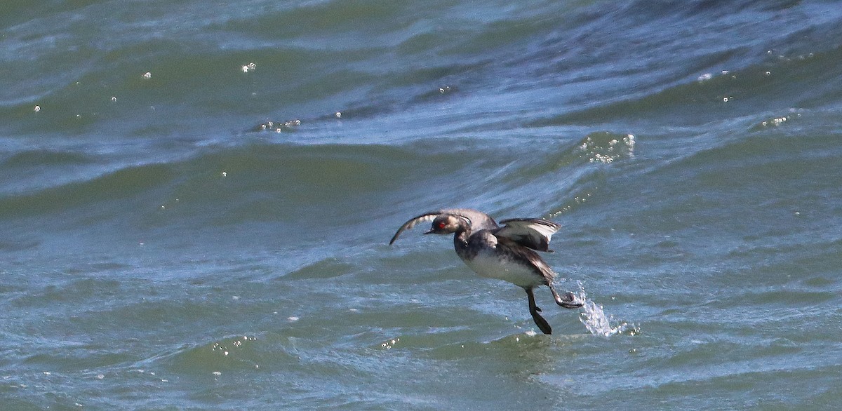 Eared Grebe - ML378874061