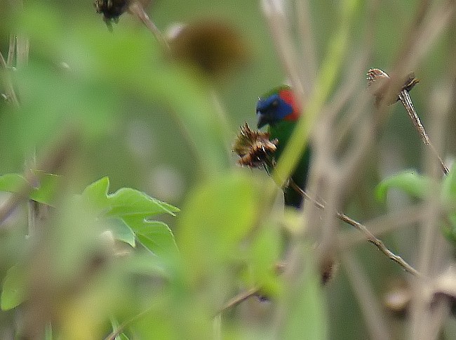 Red-eared Parrotfinch - ML378874431