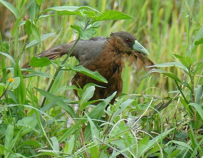 Isabelline Bush-hen - Stijn De Win