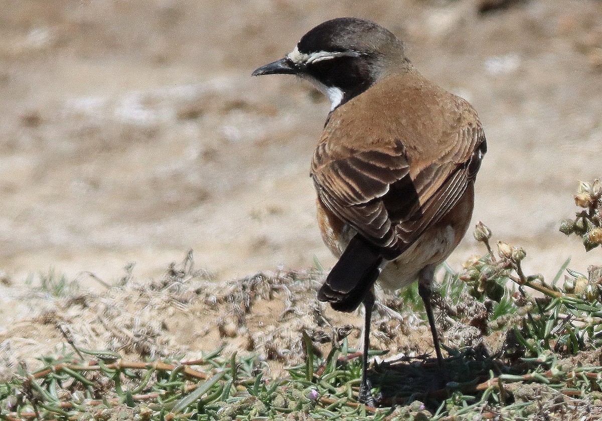 Capped Wheatear - Steve James