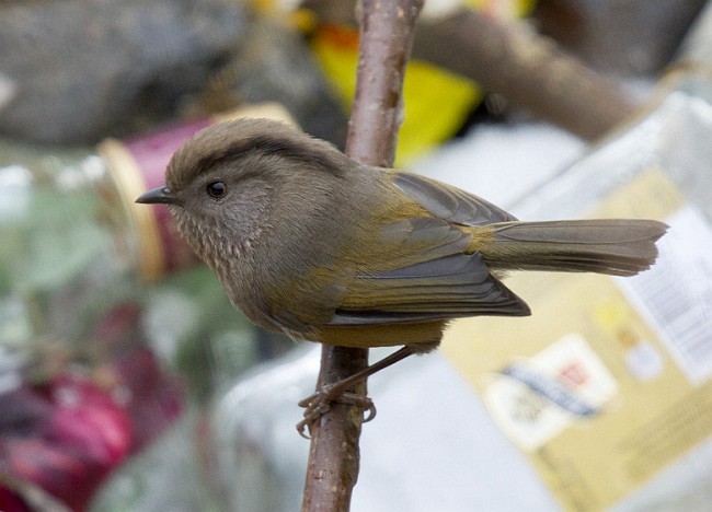 Manipur Fulvetta - ML378874891