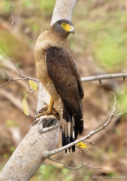 Crested Serpent-Eagle - ML378875781