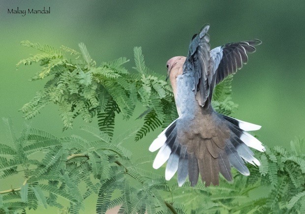 Laughing Dove - ML378875851