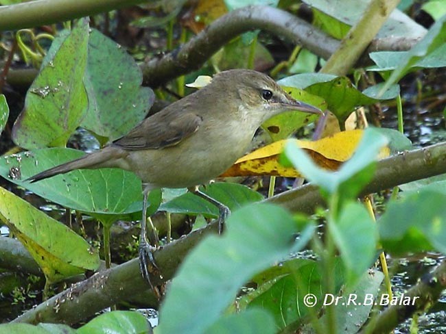 Clamorous Reed Warbler - Dr. Raghavji Balar