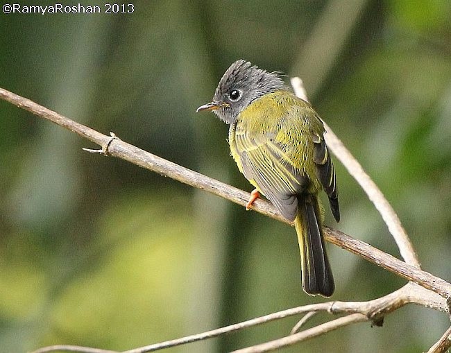 Gray-headed Canary-Flycatcher - ML378876181