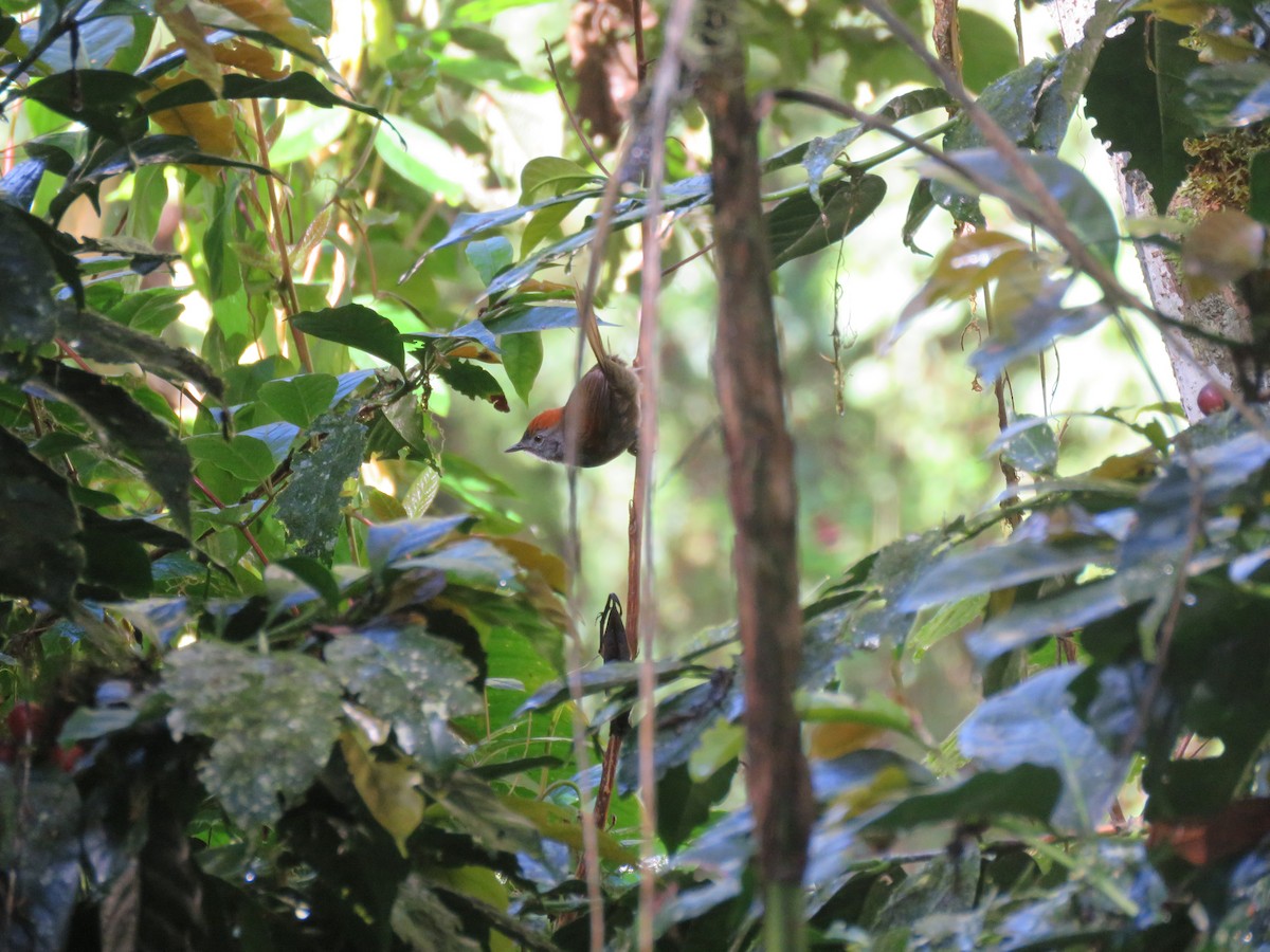 Azara's Spinetail - ML378876431