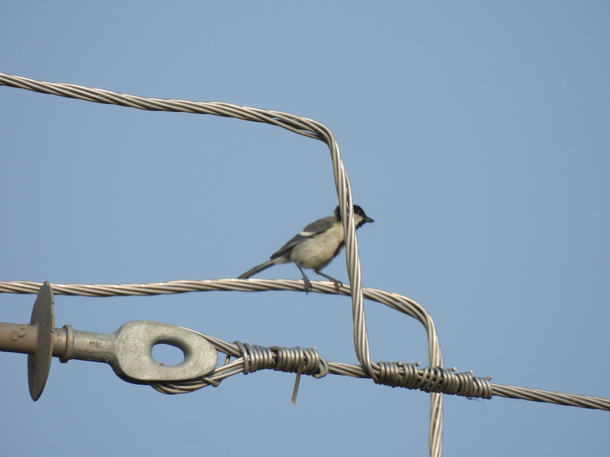 Mésange indienne - ML378876951