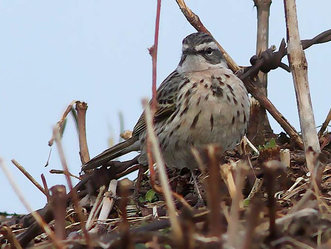 Rosy Pipit - ML378877211
